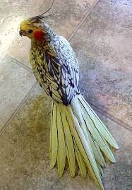 Cockatiel Mutations Beautiful Birds Pet Birds Cockatiel