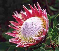 Protea Cynaroides Seeds King Protea Spring Blooming Indigenous Bidorbuy Co Za Rainforest Flowers Protea Flower Protea