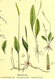 Image result for Ophioglossum costatum