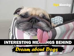 What do your dreams really mean? What Does It Mean When You Dream About A Dog Sign Meaning