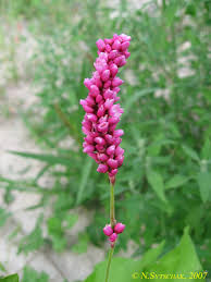 Image result for Persicaria hystricula