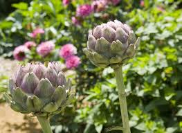 Epingle Sur Fruits Legumes