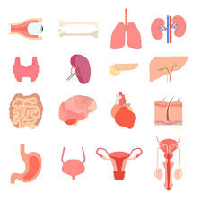 Áˆ Kidney Cartoon Characters Stock Vectors Royalty Free Kidney Disease Cartoon Illustrations Download On Depositphotos 11,497 kidney clip art images on gograph. kidney disease cartoon illustrations