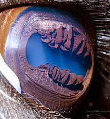 Check spelling or type a new query. Extreme Close Ups Of Animal Eyes Bored Panda