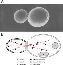 Cell wall a tough, often rigid structural barrier surrounding certain types of cells (such as in fungi, plants, and most prokaryotes) that is immediately external to the cell membrane. Role Of Combined Cell Membrane And Wall Mechanical Properties Regulated By Polarity Signals In Cell Budding Iopscience