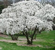 Department of agriculture plant hardiness zones 7 through 11. 7 Inexpensive Landscaping Trees Evansville Lawn Landscape