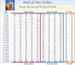 methodical yorkie age chart cat age and weight chart puppy