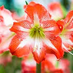 Free online quiz nomi di fiori in italiano n.29. Nomi Di Fiori Per Bambini E Bambine