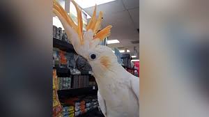 We will always provide top quality animals, products, and services to our customers. Thieves Snatch Pair Of 2 000 Exotic Birds From Pet Store Abc News