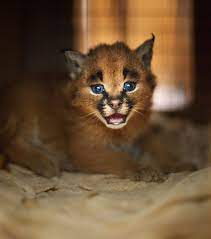 Caramel Caracals Cat Species Wild Cats Gorgeous Cats