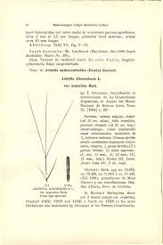 Image result for Aristida scabrivalvis