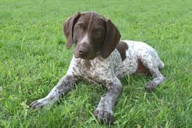 This is the price you can expect to budget for an english pointer with papers but without breeding rights nor show quality. German Shorthaired Pointer Puppy Wallpapers Wallpaper Cave