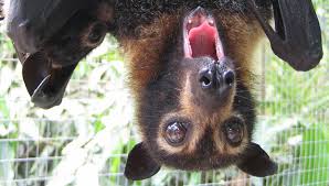 Select from premium spectacled flying fox of the highest quality. Spectacled Flying Fox Tolga Bat Hospital