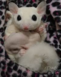 Sugar Glider Color Variations