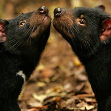 Seven tasmanian devils have been born in the wild in mainland australia, more than 3,000 years after they died out in the country. Tasmanian Devils Thrown A Lifeline By Facial Tumour That Threatens Them Tasmanian Devils The Guardian