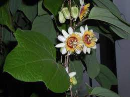 Passiflora Holosericea Passion Flower Passiflora Flowers