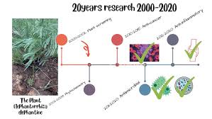 Image result for Elephantorrhiza elephantina