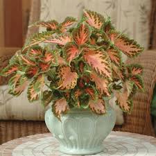 Image result for Coleus meyeri