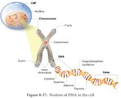 Biomolecule that is the primary source of energy for most organisms. Nucleic Acids Biomolecules Dna And Rna Formation Structure Features Types