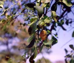 Image result for Balanitaceae