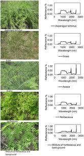 Image result for Asparagus laricinus