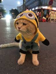  43 Haiwan Lucu Ideas In 2021 Haiwan Lucu Haiwan Peliharaan Anak Haiwan