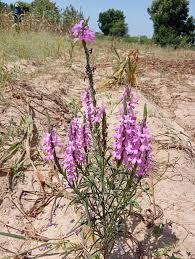Image result for Striga asiatica
