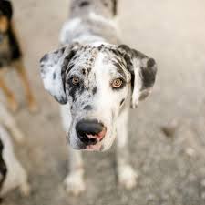 Check spelling or type a new query. 109 Popular Great Dane Dog Names