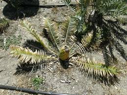 Image result for Encephalartos ngoyanus