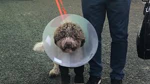 Lagotto romagnolo temperament, personality, training, behavior, pros and cons, advice, and information, by michele welton, dog trainer, behavioral the lagotto can suffer from two different forms of epilepsy. Puppy S Miraculous Escape After 40ft Fall Into Frozen River Uk News Sky News