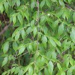 Image result for Rytigynia umbellulata