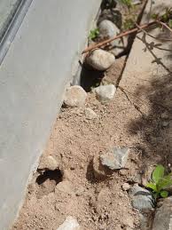 Eingange Zu Rattenbauten Direkt Am Gebaude Schadlingsbekampfung Schadlinge Bodenplatten