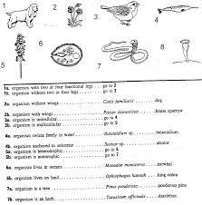 Dichotomouskey1 Ssjeiq Jpg 1409 1422 Dichotomous Key Practices Worksheets Kindergarten Worksheets Printable