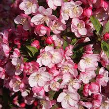 Nothing adds beauty and value to landscaping like the quality shrubs and trees for sale at victory greens. Malus Coralburst Pink Double Flower Dwarf Crab Apple Trees