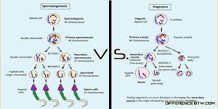 difference between spermatogenesis and oogenesis human