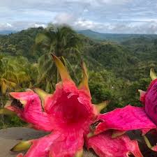 We are zamboanga city flower delivery experts since we are well acquainted to the local taste and culture. Zamboanga Del Sur Fotos Besondere Zamboanga Del Sur Zamboanga Peninsula Bilder Tripadvisor
