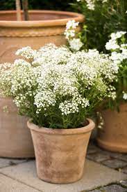 Crowded plants bloom more generously. Baby S Breath In A Pot Indoor Flower Pots Babys Breath Babys Breath Flowers