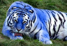 An Actual Blue Maltese Tiger Animals Beautiful Rare Animals Maltese Tiger
