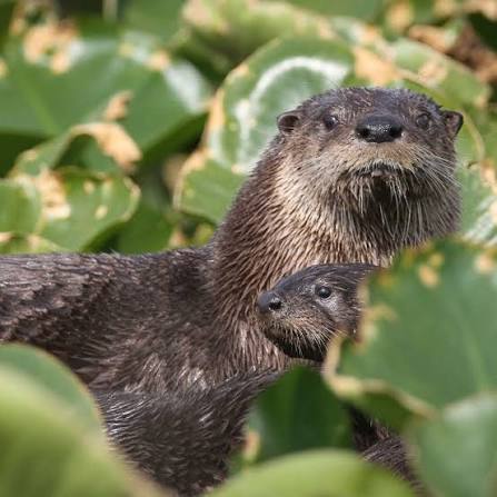 Today is #WorldOtterDay! In the past, river otters were hunted for their  pelts throughout the US. This wiped them out in Ohio. Reintroduction  occurred in 1986. River otters from Arkansas and Louisiana