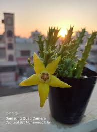 Image result for Orbea rogersii