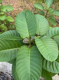 Image result for Mitragyna