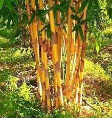 Phyllostachys aurea 'golden bamboo' is a prime choice for privacy screening or a bamboo fence. Golden Bamboo Plant Buy Golden Bamboo Plant In Delhi Delhi India From Vijai Pal Singh Yadav