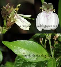 Image result for Justicia scandens