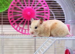 Check spelling or type a new query. Hamster Habitats Where Do Hamsters Live Petmd