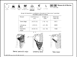 These muscles aren't as visible as the deltoids, but they are equally (if not more) important. Anthropometric Data About The Shoulder Muscles Download Scientific Diagram