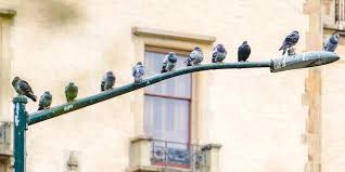 A noun is a word referring to a person, animal, place, thing, feeling or idea (e.g. Why Birds Are Singing More Amid The Pandemic According To Researchers