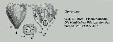 Image result for Gerrardinaceae