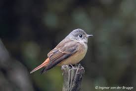 Image result for Vangueria ferruginea