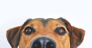 They should also make sure the dog is eating and drinking properly to avoid dehydration, especially in. Seizure Alert Dogs Just The Facts Hold The Media Hype Epilepsy Foundation