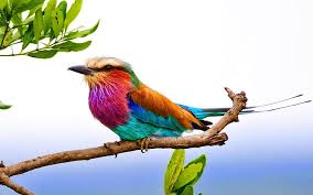 Native to the african and arabian peninsula, it's not difficult to spot this bright, colorful bird. Lilac Breasted 1080p 2k 4k 5k Hd Wallpapers Free Download Wallpaper Flare
